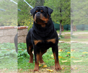 Father of the Rottweiler puppies born on 12/07/2019