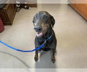 Doberman Pinscher Dogs for adoption in Pasadena, CA, USA