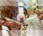 Puppy Brittany Catahoula Leopard Dog