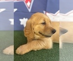 Small #19 Golden Retriever