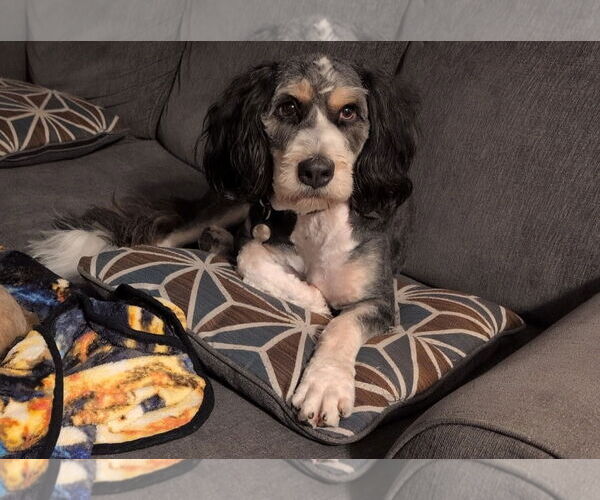 Medium Photo #4 Bernedoodle Puppy For Sale in St. Louis Park, MN, USA