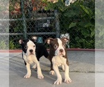 Image preview for Ad Listing. Nickname: Boston Terriers