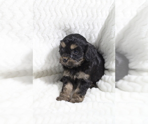 Cavapoo Puppy for sale in CARLISLE, KY, USA