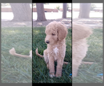 Puppy Honey Goldendoodle