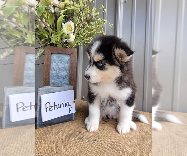 Medium Photo #7 Pomsky Puppy For Sale in BELLEVUE, IA, USA