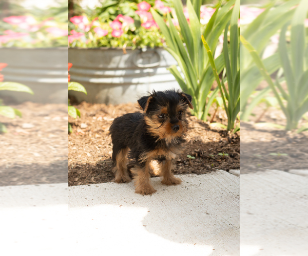 Medium Photo #3 Yorkshire Terrier Puppy For Sale in NAPPANEE, IN, USA