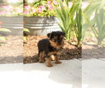 Small #2 Yorkshire Terrier