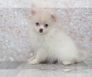 Pomeranian Puppy for sale in MARIETTA, GA, USA