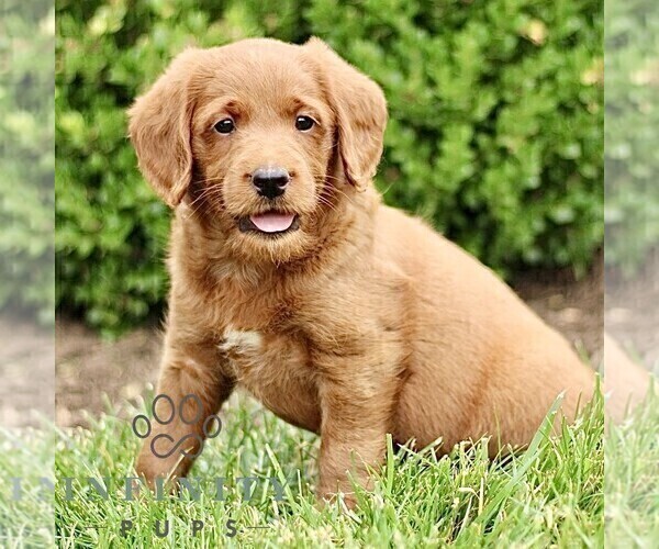 Medium Photo #4 Miniature Labradoodle Puppy For Sale in STRASBURG, PA, USA