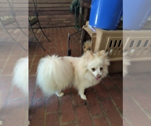 Pomeranian Puppy for sale in MARLTON, NJ, USA