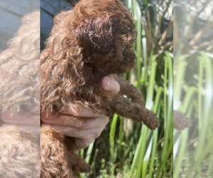 Maltipoo-Zuchon  Puppy for sale in VENETA, OR, USA