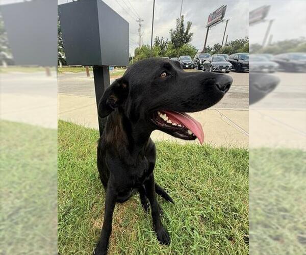 Medium Photo #1 Labrador Retriever-Unknown Mix Puppy For Sale in San Antonio, TX, USA