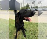 Small Labrador Retriever Mix