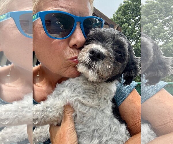 Medium Photo #4 Havanese Puppy For Sale in Columbus, IN, USA