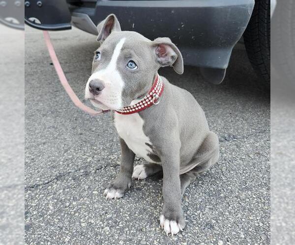 Medium Photo #1 American Staffordshire Terrier-Unknown Mix Puppy For Sale in San Antonio, TX, USA
