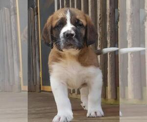 Saint Bernard Puppy for sale in MOUNT AIRY, MD, USA