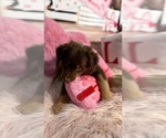 Small Photo #19 Australian Shepherd Puppy For Sale in NEW BRAUNFELS, TX, USA