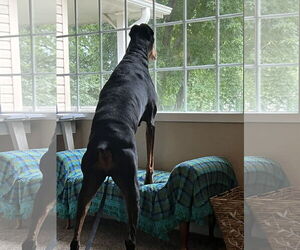 Doberman Pinscher Dogs for adoption in Buffalo, MN, USA