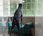 Small Doberman Pinscher
