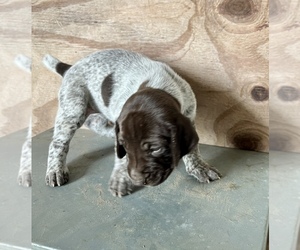 German Shorthaired Pointer Puppy for sale in WARSAW, NC, USA