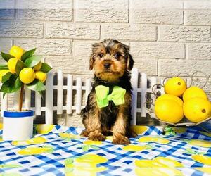 Yorkshire Terrier Puppy for sale in INDIANAPOLIS, IN, USA