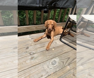 Medium Vizsla