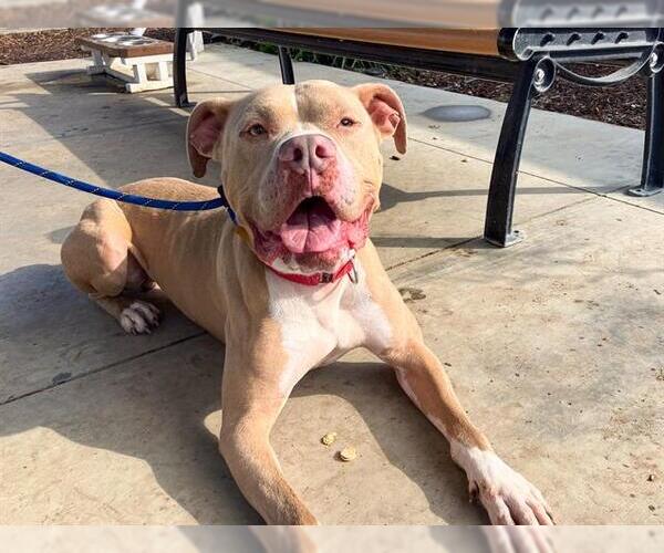 Medium Photo #2 Mutt Puppy For Sale in Orange, CA, USA