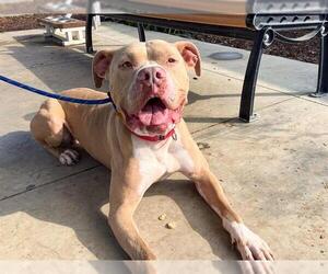 TRUCKSTOP - Male Mutt Dog for Adoption - Photo #2