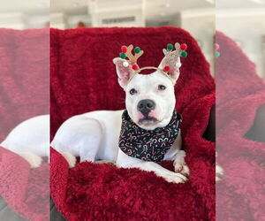 Mutt Dogs for adoption in McCormick, SC, USA