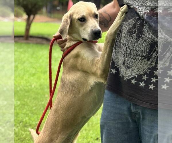 Medium Photo #3 Labrador Retriever-Unknown Mix Puppy For Sale in Yardley, PA, USA