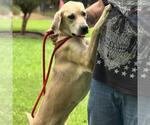 Small #2 Labrador Retriever Mix