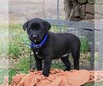 Small Photo #2 Labrador Retriever Puppy For Sale in BERNVILLE, PA, USA
