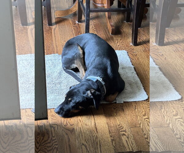 Medium Photo #4 Mutt Puppy For Sale in Forest, VA, USA