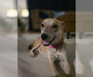Willow Mae - Female Mutt Dog for Adoption - Photo #7