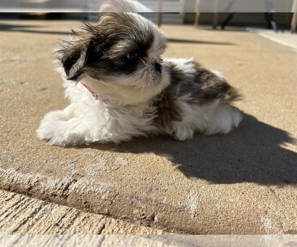 Medium Photo #47 Shih Tzu Puppy For Sale in MOORESVILLE, NC, USA