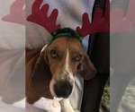 Small Photo #1 Basset Hound Puppy For Sale in ABSECON, NJ, USA
