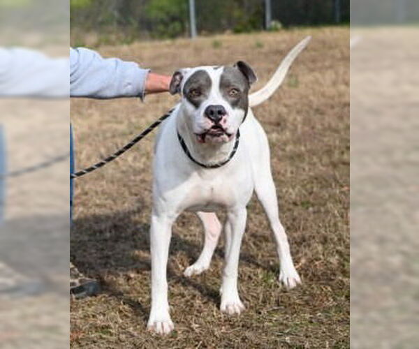 Medium Photo #3 Mutt Puppy For Sale in Glen Allen, VA, USA