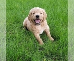 Small Photo #2 Goldendoodle Puppy For Sale in FISHERS, IN, USA