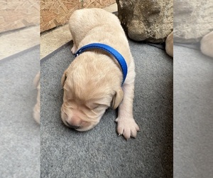 Medium Golden Labrador