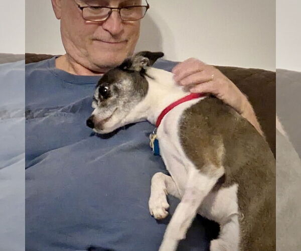 Medium Photo #3 Rat-Cha Puppy For Sale in Atlanta, GA, USA