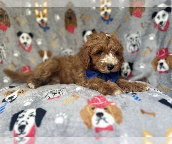 Medium Photo #9 Cavapoo Puppy For Sale in LAKELAND, FL, USA