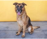 Small #1 German Shepherd Dog