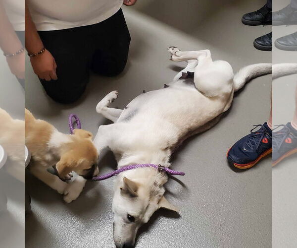 Medium Photo #4 Siberian Husky-Unknown Mix Puppy For Sale in Binghamton, NY, USA