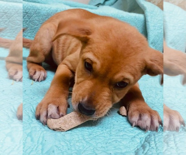 Medium Photo #2 Labrador Retriever-Unknown Mix Puppy For Sale in Royal Palm Beach, FL, USA