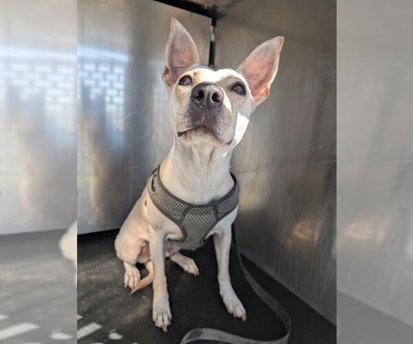 Medium Photo #2 Chihuahua Puppy For Sale in San Antonio, TX, USA