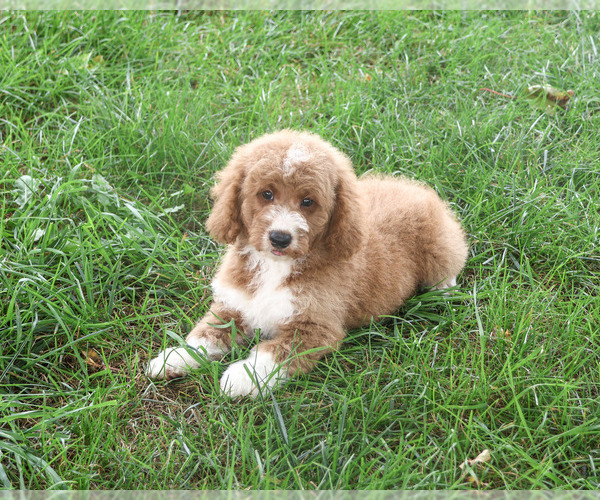 Medium Photo #1 Goldendoodle mix (+ Poodle Standard) Puppy For Sale in SYRACUSE, IN, USA