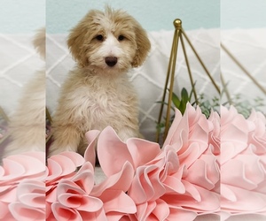 Aussiedoodle Miniature -Poodle (Miniature) Mix Puppy for Sale in CINCINNATI, Ohio USA