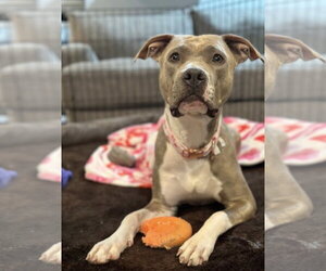 American Pit Bull Terrier-Unknown Mix Dogs for adoption in Spring Lake, NJ, USA