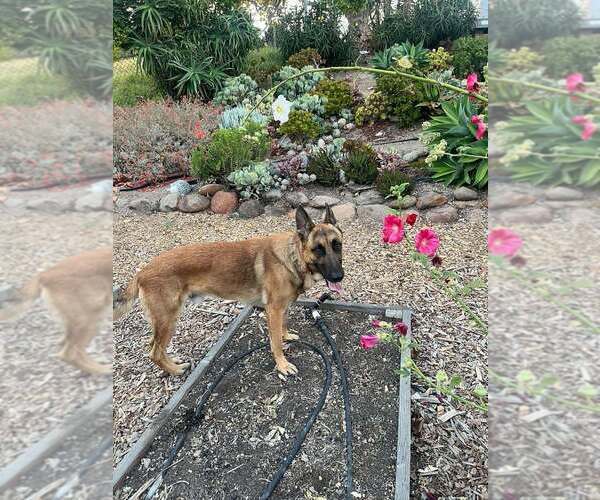 Medium Photo #3 German Shepherd Dog-Unknown Mix Puppy For Sale in Imlay City, MI, USA