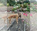 Small Photo #3 German Shepherd Dog-Unknown Mix Puppy For Sale in Imlay City, MI, USA
